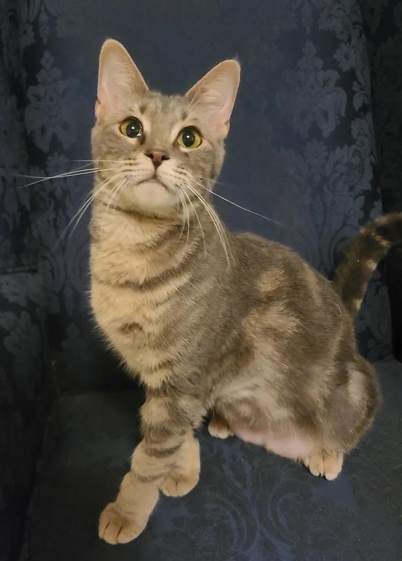 A young medium-sized female Tabby (Gray / Blue / Silver) Domestic Short Hair cat named Freya for adoption in Ellijay, GA