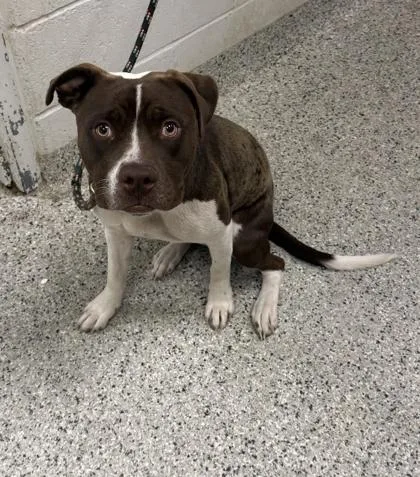 An adult large-sized female Brown / Chocolate Pit Bull Terrier dog named Ramona for adoption in Kansas City, MO