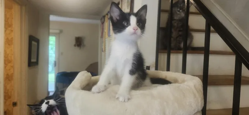 A baby small-sized male Black & White / Tuxedo Domestic Short Hair cat named Wilbur for adoption in Henrico, VA