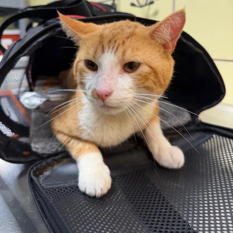 A young large-sized male Domestic Short Hair cat named MONTStray for adoption in Perkiomenville, PA