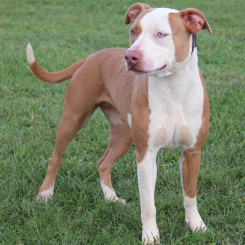 A young medium-sized female Brown / Chocolate American Staffordshire Terrier dog named Lyric for adoption in Lynchburg, VA