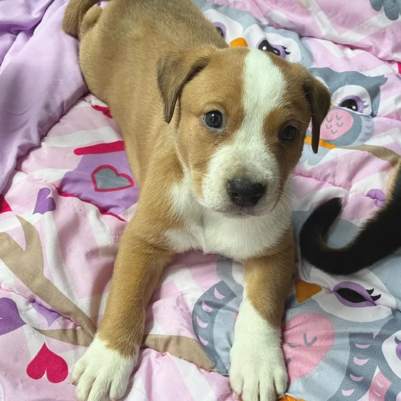 A baby medium-sized female Brown / Chocolate Mixed Breed dog named Zheng Shi for adoption in Alexandria, VA