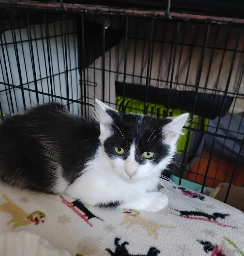 A young small-sized female Domestic Medium Hair cat named Gizmo for adoption in Woodland, CA