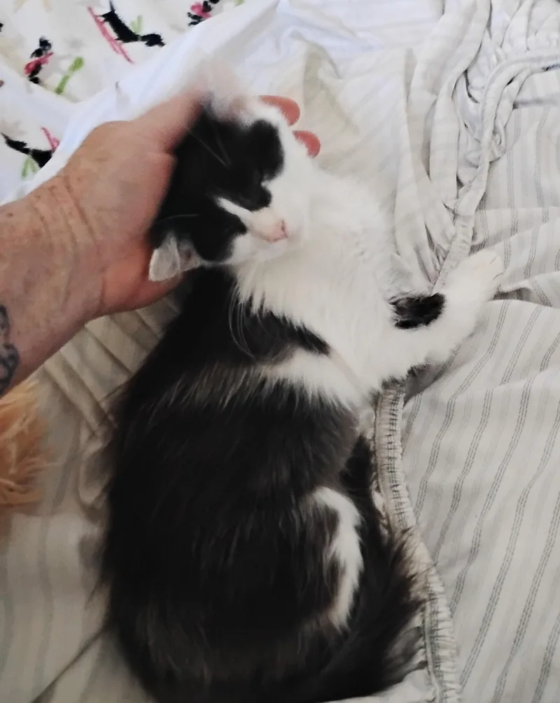 Gizmo thumbnail 2