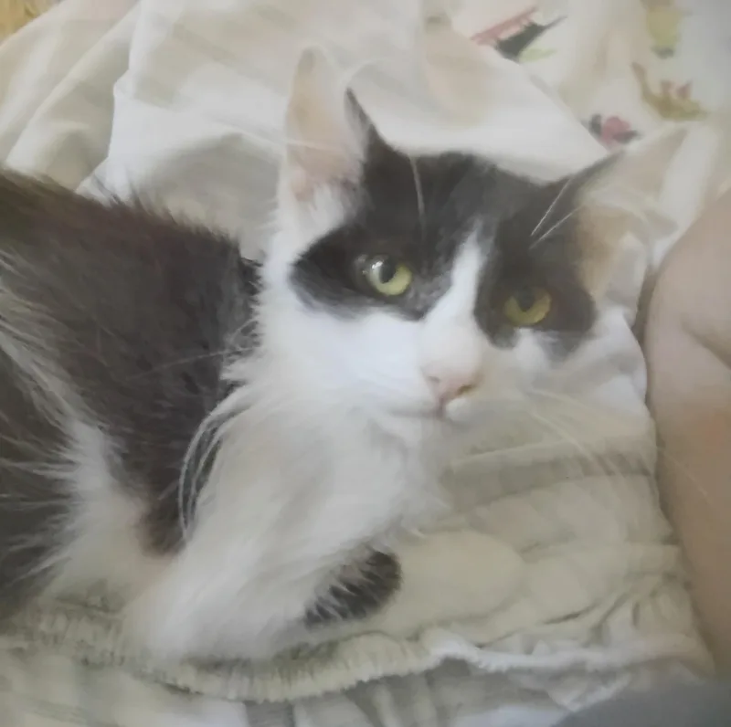 Gizmo thumbnail 3