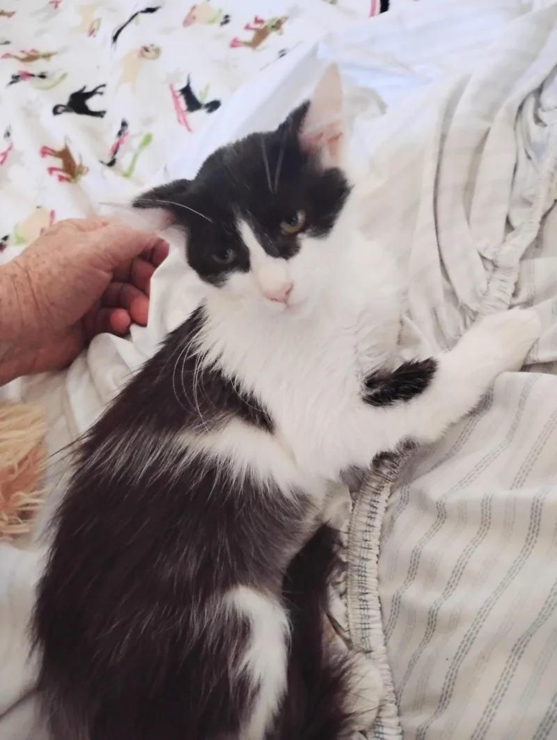 Gizmo thumbnail 5