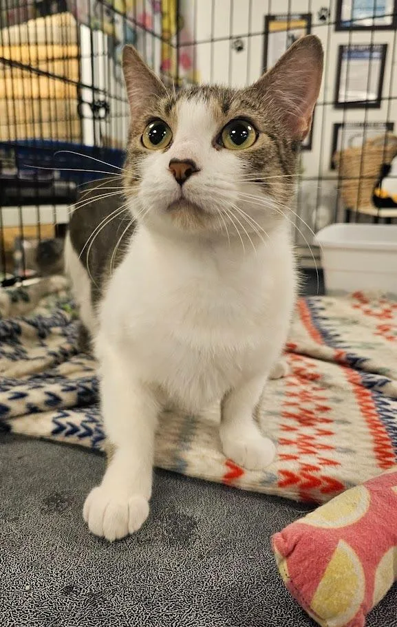 Chickadee thumbnail 2