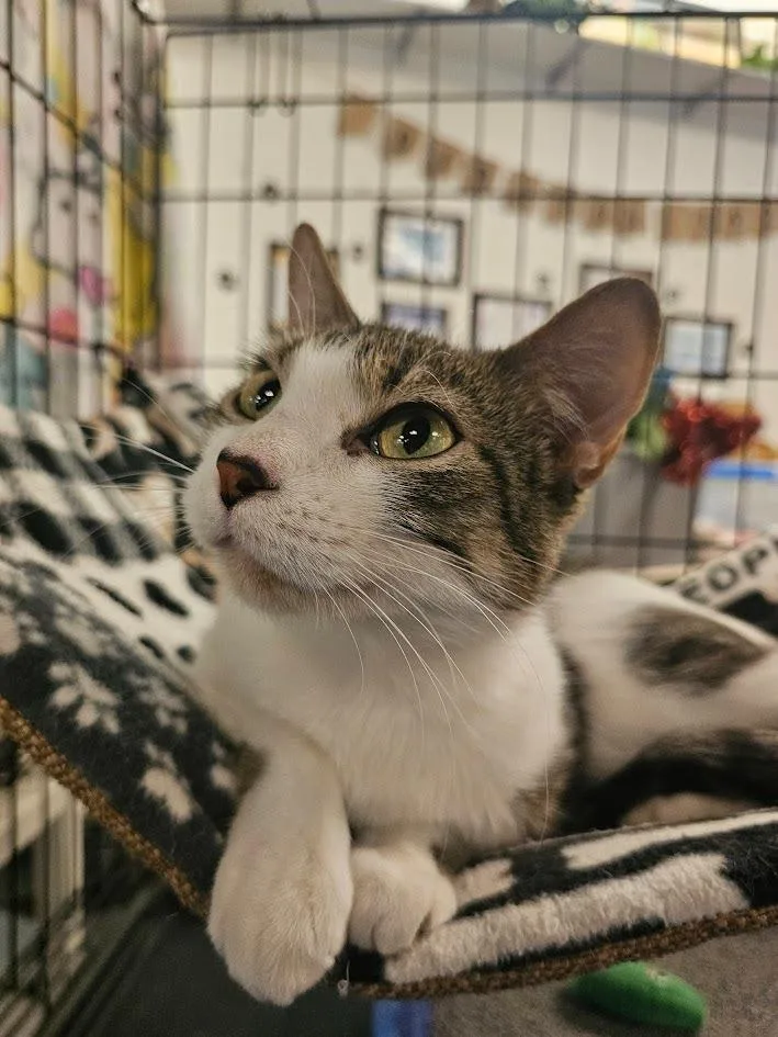 Chickadee thumbnail 3