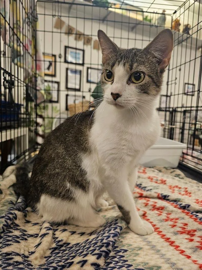 Chickadee thumbnail 4