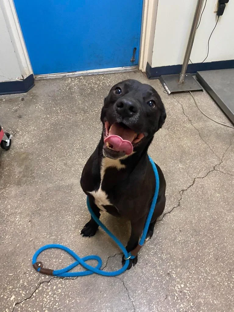 A baby large-sized male Mixed Breed dog named Juno Jams for adoption in Ocala, FL