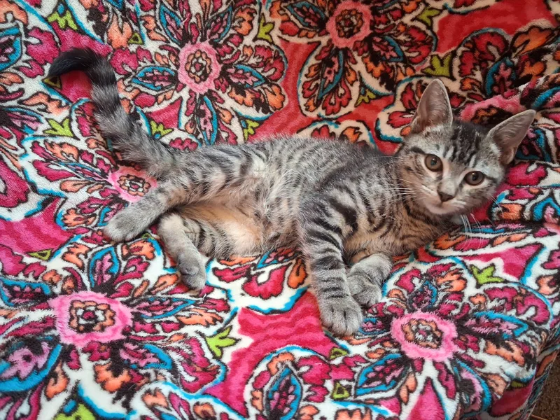 A baby small-sized female Domestic Short Hair cat named Dorinda for adoption in Hershey, PA
