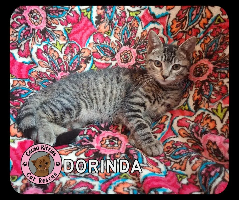 Dorinda thumbnail 3