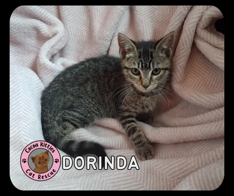 Dorinda thumbnail 5
