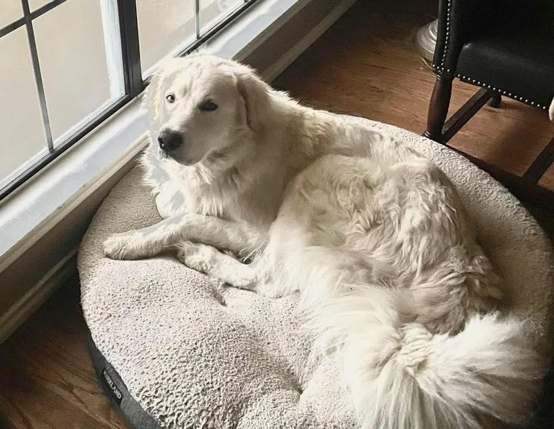 An adult large-sized male Great Pyrenees dog named Sammy AKA Samuel for adoption in Dallas, TX