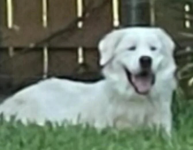 Sammy AKA Samuel thumbnail 3