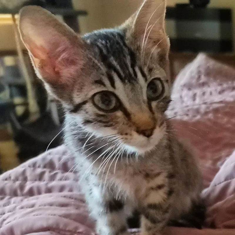 A baby small-sized female Domestic Short Hair cat named FPipsqueak for adoption in Arizona City, AZ