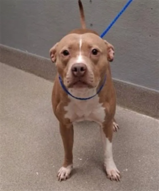 An adult medium-sized female Pit Bull Terrier dog named Misty for adoption in Las Vegas, NV