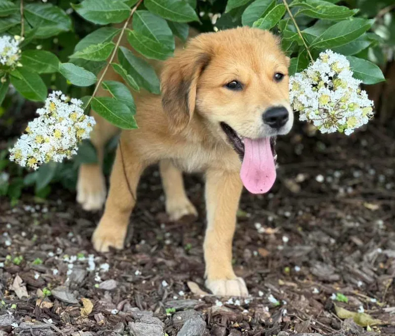 Honey Bear