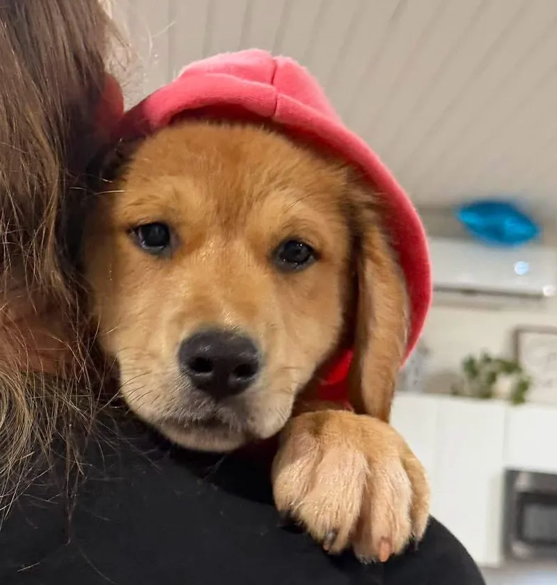 Honey Bear thumbnail 4