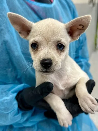 A baby small-sized female Mixed Breed dog named Helen for adoption in Wichita, KS
