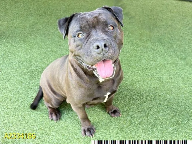 An adult large-sized female Mixed Breed dog named Mercedes for adoption in West Palm Beach, FL