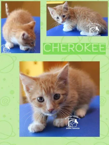 Cherokee