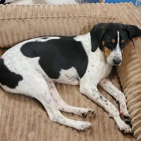 An adult medium-sized male White / Cream Hound dog named Cj for adoption in Potomac, MD