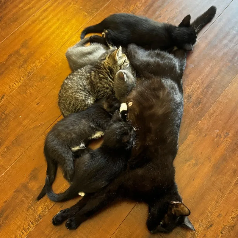 A baby small-sized male Black Domestic Short Hair cat named Yuma for adoption in Los Angeles, CA