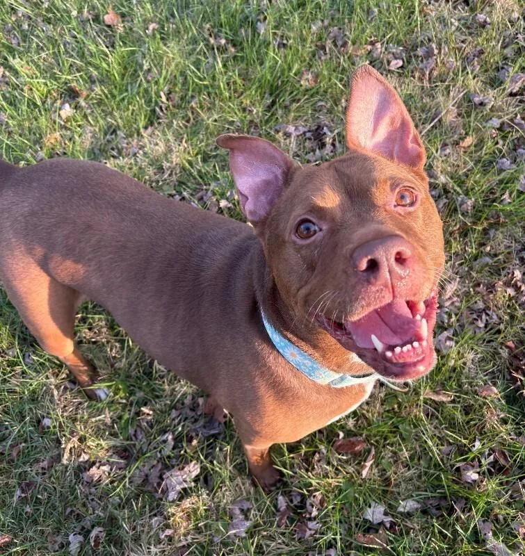 A senior large-sized female Brown / Chocolate Mixed Breed dog named Fawn for adoption in Cincinnati, OH