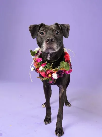 An adult medium-sized female Pit Bull Terrier dog named Kaari for adoption in Atlanta, GA