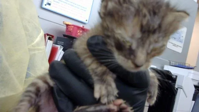 A baby medium-sized female Domestic Long Hair cat named Juniper for adoption in Dallas, TX