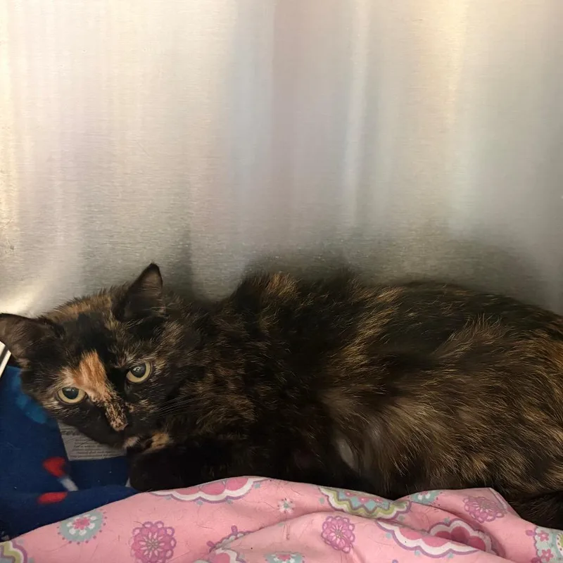 A young medium-sized female Black Domestic Medium Hair cat named Straywarmspringsroadflatrockpark for adoption in Columbus, GA