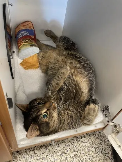 An adult small-sized male Domestic Short Hair cat named Fat Daddy for adoption in Fairfax, VA