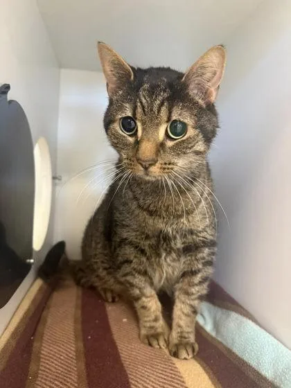 Fat Daddy thumbnail 2