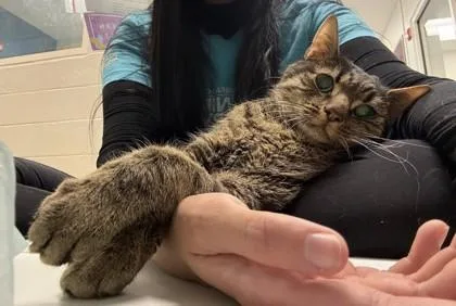 Fat Daddy thumbnail 3