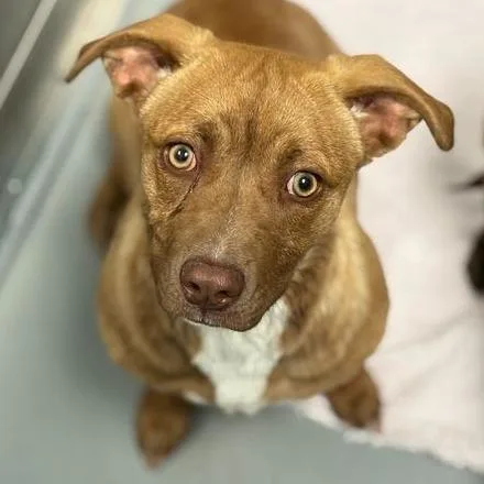A young medium-sized female Red / Chestnut / Orange Mixed Breed dog named Cash Now for adoption in Davenport, IA