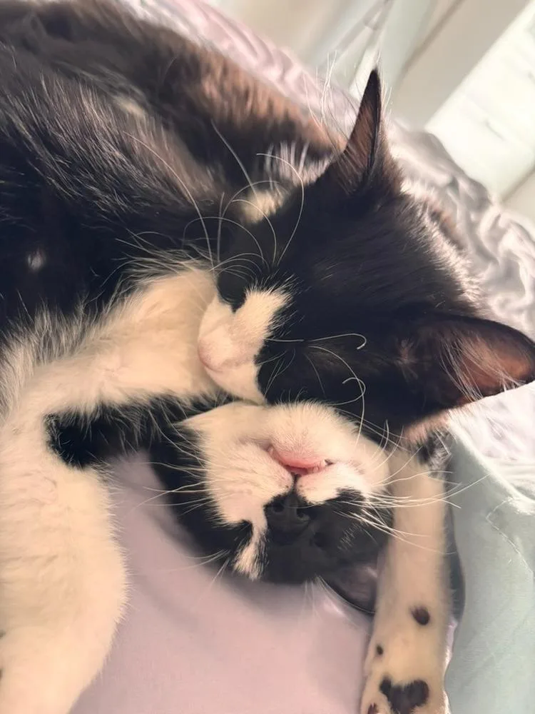 A baby small-sized female Black & White / Tuxedo Domestic Short Hair cat named Junie B. Jones for adoption in Plymouth, MN