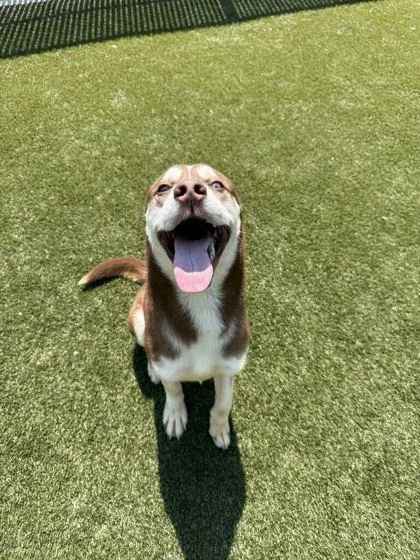 An adult medium-sized male Mixed Breed dog named Denver for adoption in Lafayette, IN