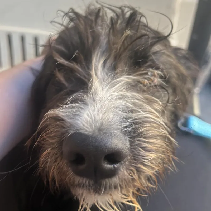 An adult medium-sized male Black Terrier dog named Jagger for adoption in Point Richmond, CA