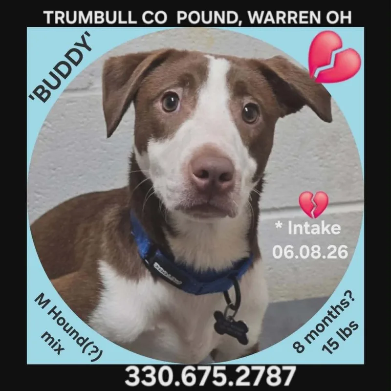 A young small-sized male Brown / Chocolate Hound dog named Buddy for adoption in Novelty, OH