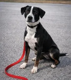 A young medium-sized female Black Labrador Retriever dog named Elara for adoption in Partlow, VA