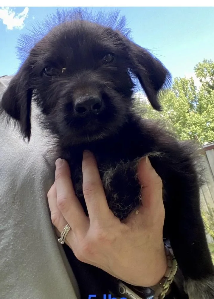 A baby large-sized male Black Labrador Retriever dog named Dahl Falcon for adoption in Broomfield, CO