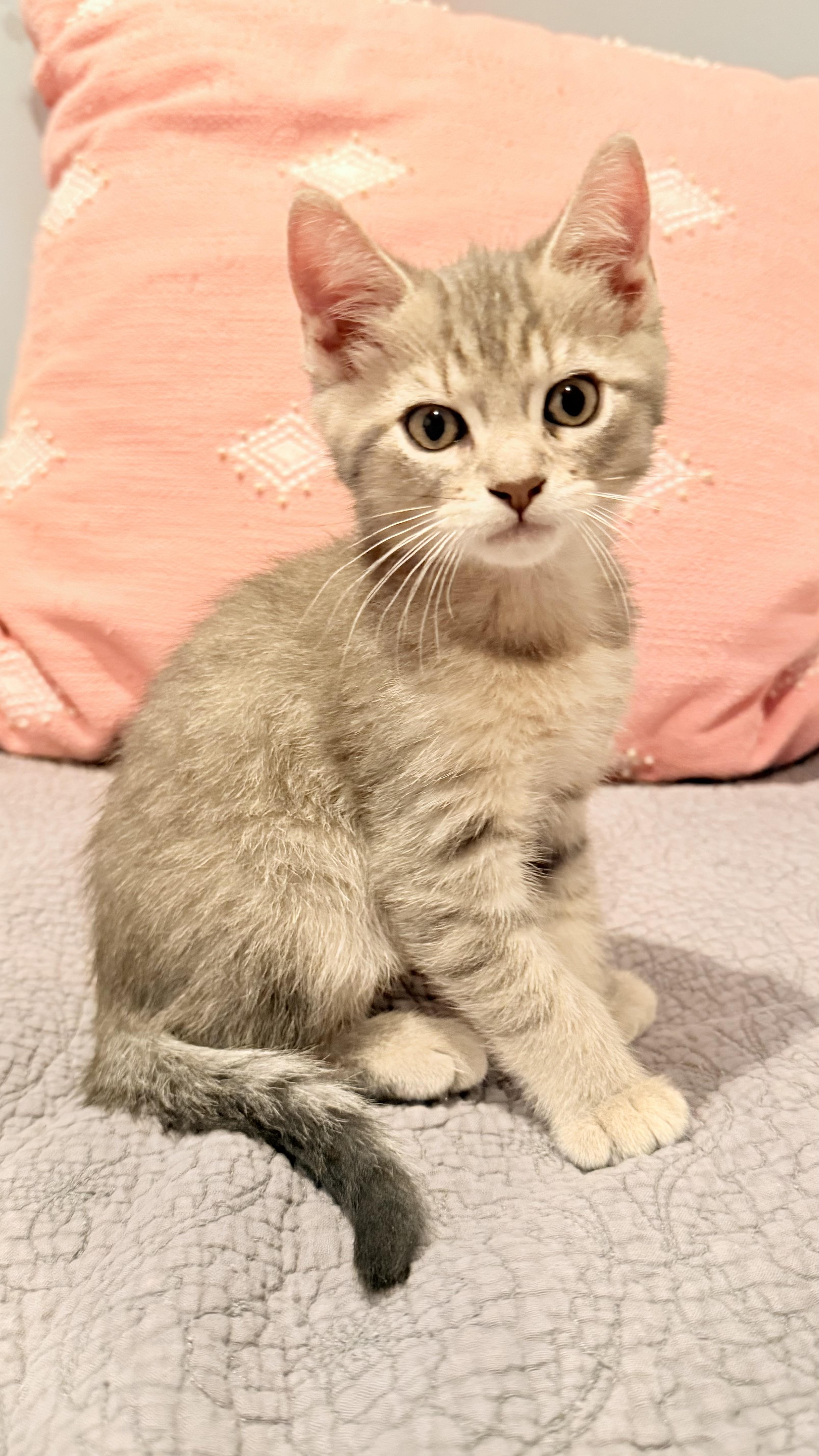 A baby medium-sized male Black & White / Tuxedo American Shorthair cat named The Daybreak Litter for adoption in Philadelphia, PA