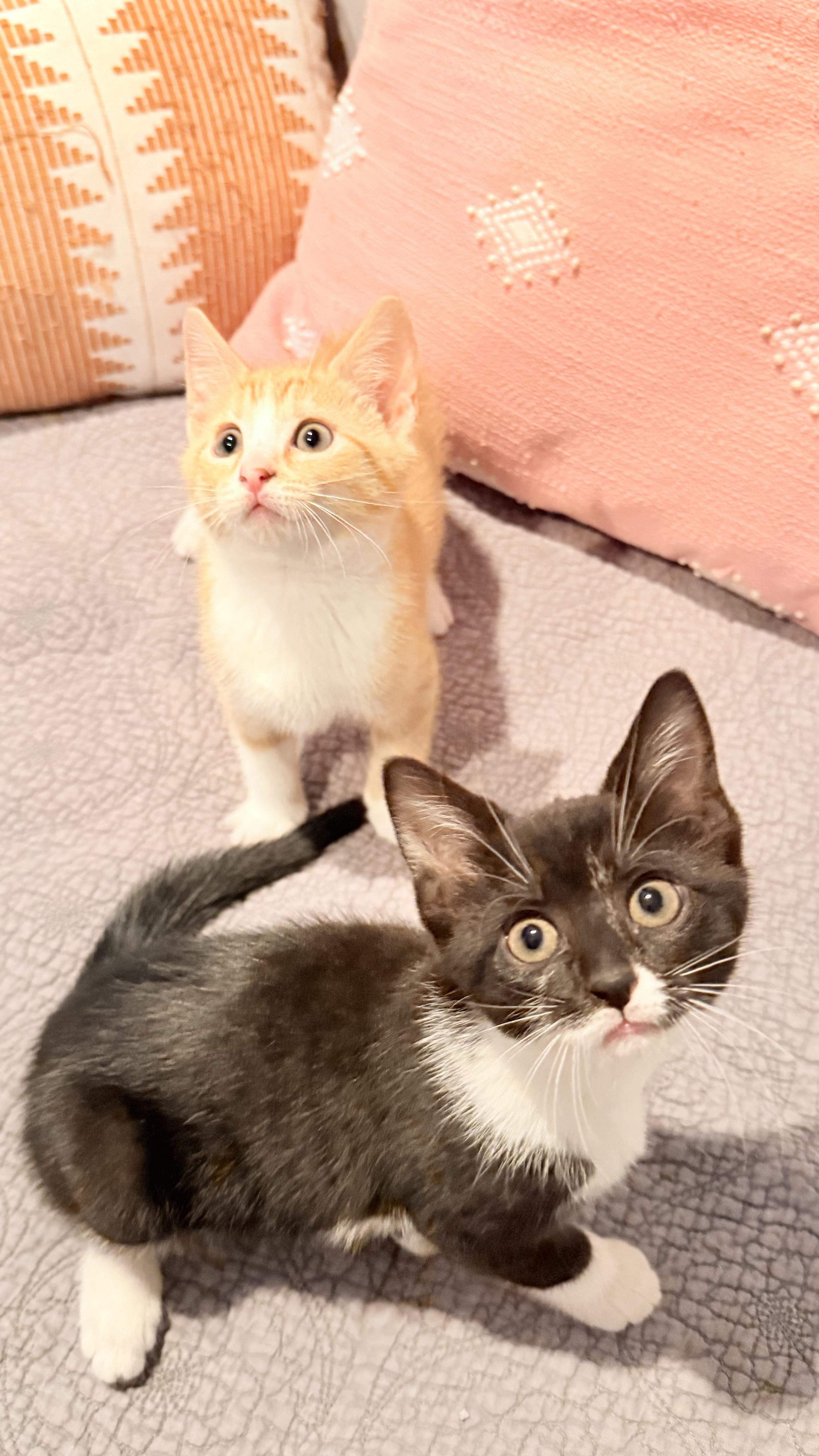 The Daybreak Litter thumbnail 2