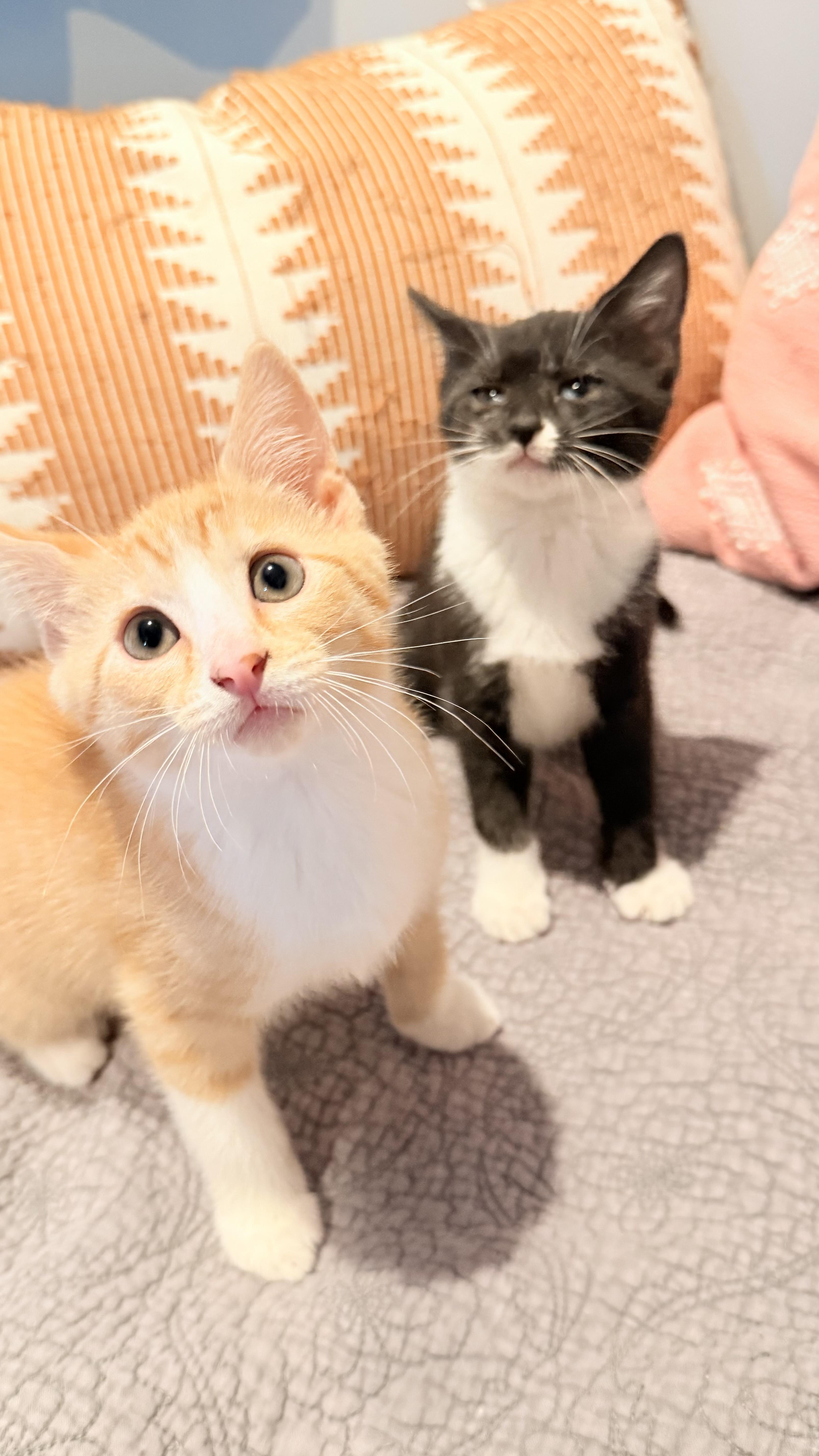 The Daybreak Litter thumbnail 3