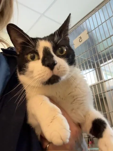 An adult medium-sized male Domestic Short Hair cat named Sushi for adoption in Brighton, CO