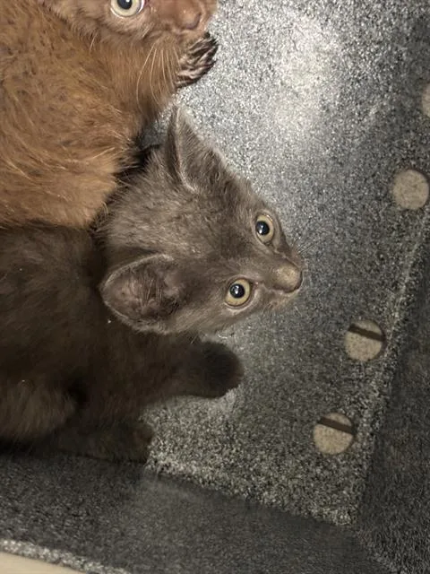 A baby medium-sized male Domestic Short Hair cat named Shadow for adoption in Dallas, TX