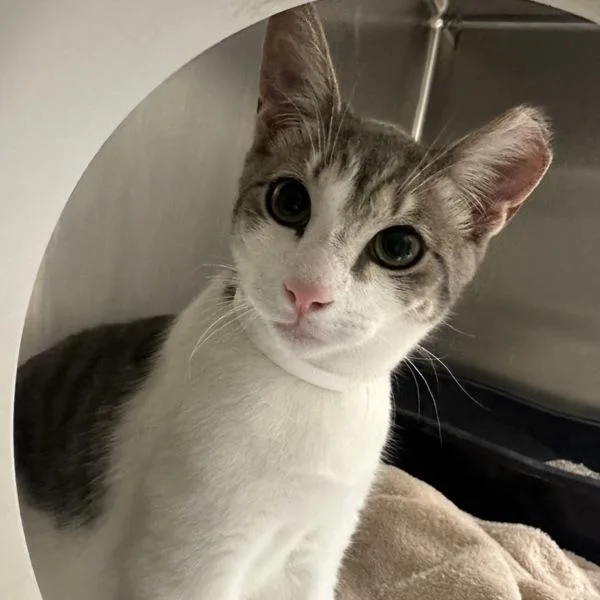 A baby small-sized male Domestic Short Hair cat named Bowler for adoption in Walnut Creek, CA