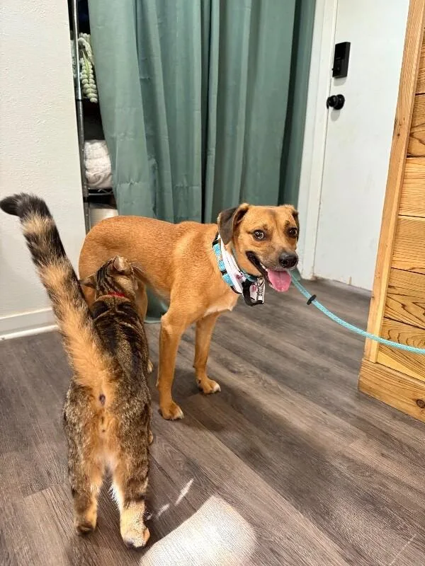 Paco Perfect thumbnail 3