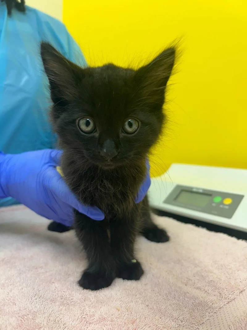 A baby small-sized male Domestic Short Hair cat named Merlin for adoption in Raleigh, NC